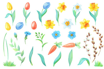 Watercolor set of spring flowers, yellow daffodils,blue forget-me-not,willow,branches,red tulipes,carrot on white