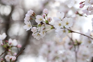 Obraz premium ソメイヨシノ（サクラ）の花