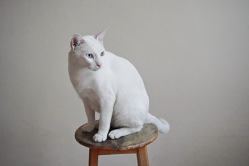 white Thai domestic cat portrait