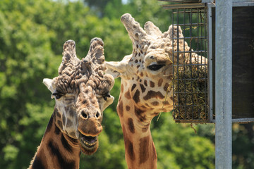 Naklejka premium Closeup of the heads of two giraffes. One is eating straw from a feeding basket