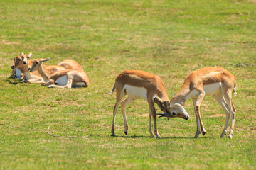 Naklejka na ściany i meble A pair of young male blackbuck (Indian antelopes) locking horns. In the background is a group of females