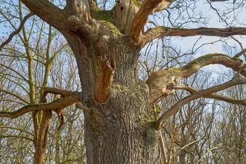 An old knotty oak tree in the sunlight