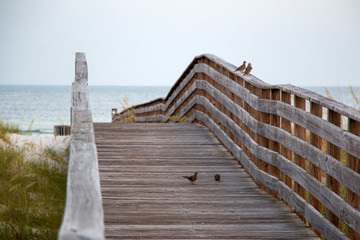 Beach Wooden boardwalk with doves and ocean horizon