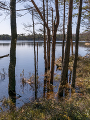 Obraz premium bog landscape with tree trunks in water