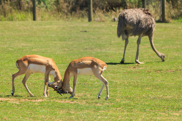 Two  young male blackbuck (Indian antelopes) locking horns in a zoo enclosure. A grazing ostrich walks by in the background