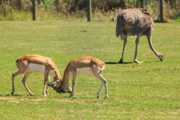 Naklejka na ściany i meble Two young male blackbuck (Indian antelopes) locking horns in a zoo enclosure. A grazing ostrich walks by in the background