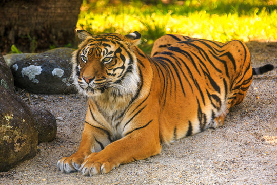 A Sumatran tiger resting in the shade, relaxed but still alert
