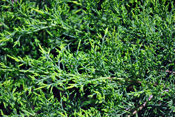 Green juniper twigs close up detail, top view, natural organic background