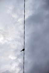 Black birds sitting on electric cable