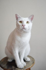 white Thai domestic cat portrait