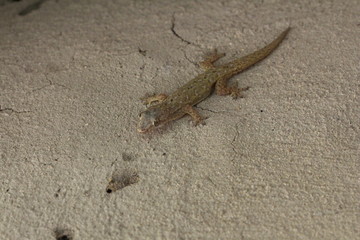 unbestimmter Gecko an einer Lehmwand in Sri Lanka