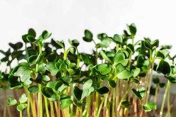Radish sprouts sprout on the windowsill. Closeup, sunlight. Soft focus.