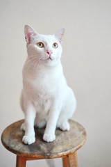 white Thai domestic cat portrait