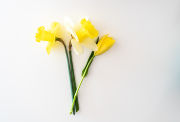 bunch of yellow daffodils and tulips isolated on white background