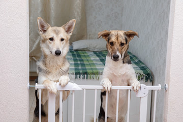 Fototapeta na wymiar Cute dog behind safety gate at home