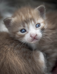 Detail of very small kitten. Tiny Newborn kitten Head.