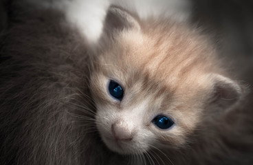 Detail of very small kitten. Tiny Newborn kitten Head. © Antonios