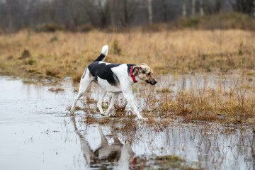 Dog walking on wet autumn field. cloudy day