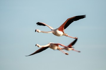 Flying Greater flamingo (Phoenicopterus roseus), Camargue, France, Pink bird on the blue sky. Action wildlife scene from nature. Nature travel in France.Flying Greater Flamingo, mediterranean vacation