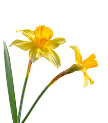 Two beautiful yellow daffodil with green leaf isolated on white background. Spring flowers, narcissus.