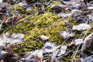 spring in forest
