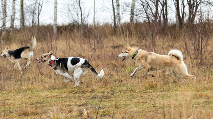 Dogs playing in autumn forest. Cloudy day