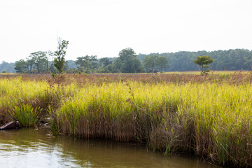 Weeks Bay Fish River wildlife preserve Park marsh meadows and forests around Bay in Alabama