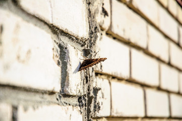 old fence on wall