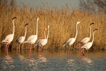 Flock of Greater flamingos (Phoenicopterus roseus), Camargue, France, Pink birds, wildlife scene from nature. Nature travel in France. Flamingo with vegetation in background, mediterranean vacation