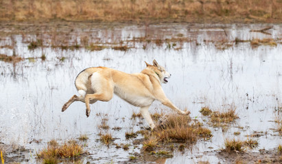 Actuve dog running and jumping over puddle