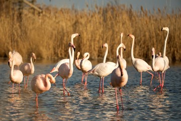 Flock of Greater flamingos (Phoenicopterus roseus), Camargue, France, Pink birds, wildlife scene from nature. Nature travel in France. Flamingo with vegetation in background, mediterranean vacation