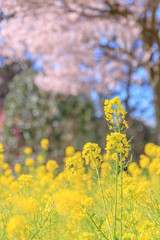 桜と菜の花