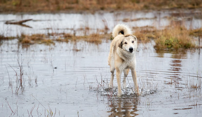 Mongrel dog standing in water puddle on field