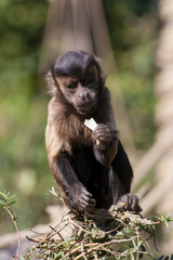 Tufted capuchin (Sapajus apella), also known as brown capuchin, black-capped capuchin, or pin monkey eating food on top of a tree.