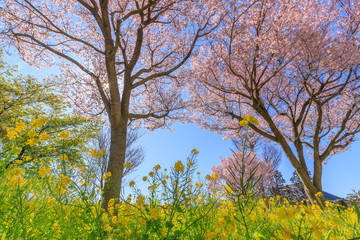 桜と菜の花