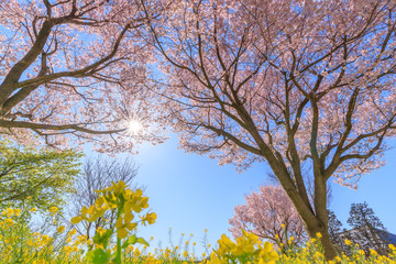 桜と菜の花