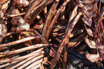 meat farm. bones with meat from animal cows. bones of meat animals.