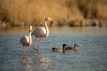 Greater flamingos (Phoenicopterus roseus) standing in water, Camargue, France, Pink birds, wildlife scene from nature. Nature travel in France. Flamingo with clear background, mediterranean vacation