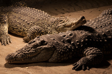 Crocodylus niloticus or Nile crocodile in the zoo. Two crocodiles lying together under the UV light.
