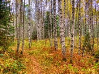 Obraz premium forest with birch trees 