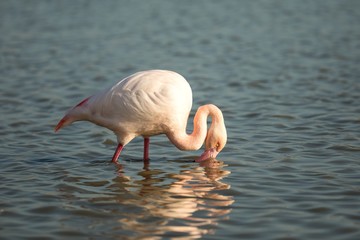 Greater flamingos (Phoenicopterus roseus) standing in water, Camargue, France, Pink birds, wildlife scene from nature. Nature travel in France. Flamingo with clear background, mediterranean vacation