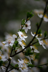 blooming cherry tree in spring