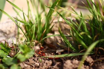 red insects on the ground in the middle of green grass near the asphalt
