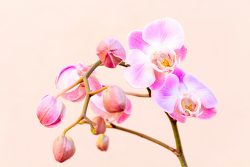 Naklejka na ściany i meble Bonita orquídea phalaenopsis rosa sobre fondo claro