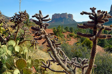 Cactus in the Arizona desert, Sedona. 