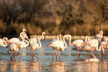 Flock of Greater flamingos (Phoenicopterus roseus), Camargue, France, Pink birds, wildlife scene from nature. Nature travel in France. Flamingo with vegetation in background, mediterranean vacation