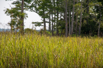 Weeks Bay Fish River wildlife preserve Park marsh meadows and forests around Bay in Alabama
