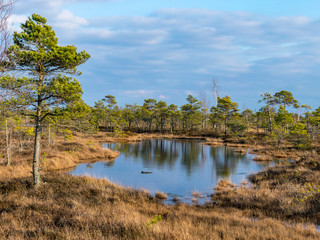 wonderful bog landscape, beautiful bog lakes, pines, bog grass and moss.