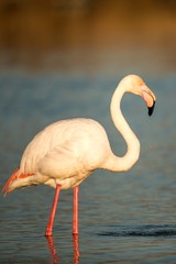Greater flamingos (Phoenicopterus roseus) standing in water, Camargue, France, Pink birds, wildlife scene from nature. Nature travel in France. Flamingo with clear background, mediterranean vacation