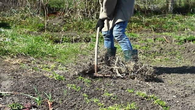 the farmer cleans the garden with a rake after winter time. Cleaning old leaves from the garden in the spring. Spring work in the garden. The farmer cultivates the land with a rake